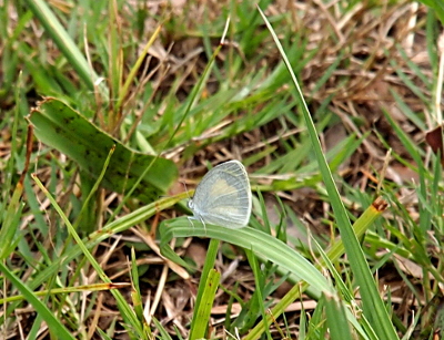 [The butterfly is perched on a blade of grass facing to the left. It appears to be all light gray except for two splotches of yellow on its wing.]
